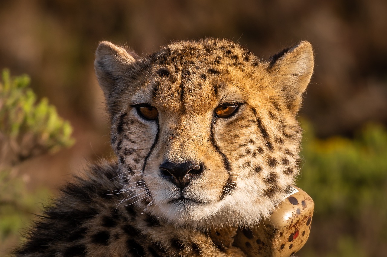 cheetah  wildcat  africa free photo