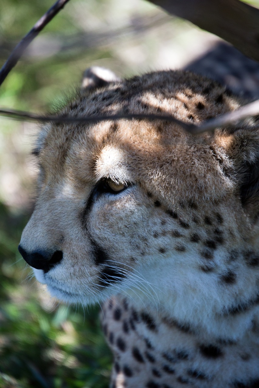 cheetah wildlife cat free photo