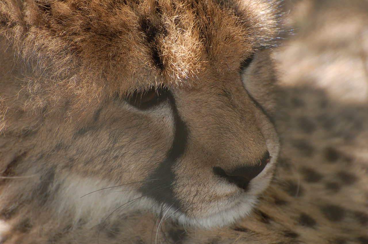 cheetah animal africa free photo