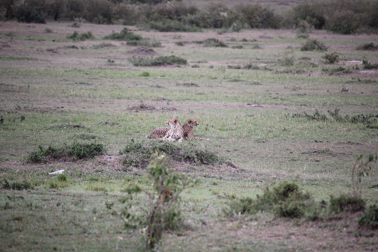 cheetah  africa  safari free photo