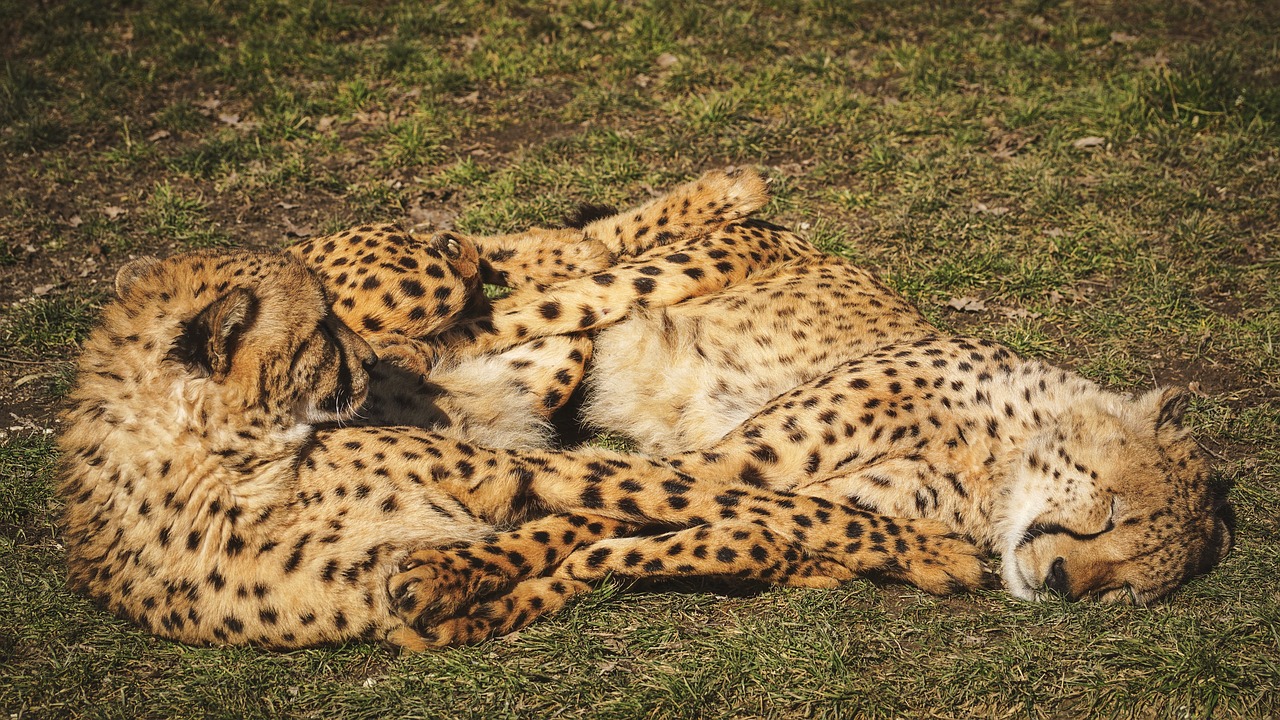 cheetah  zoo  predator free photo