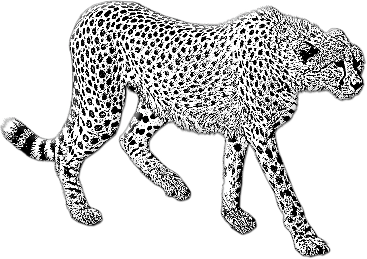 cheetah  cheetah walking  wild cat free photo