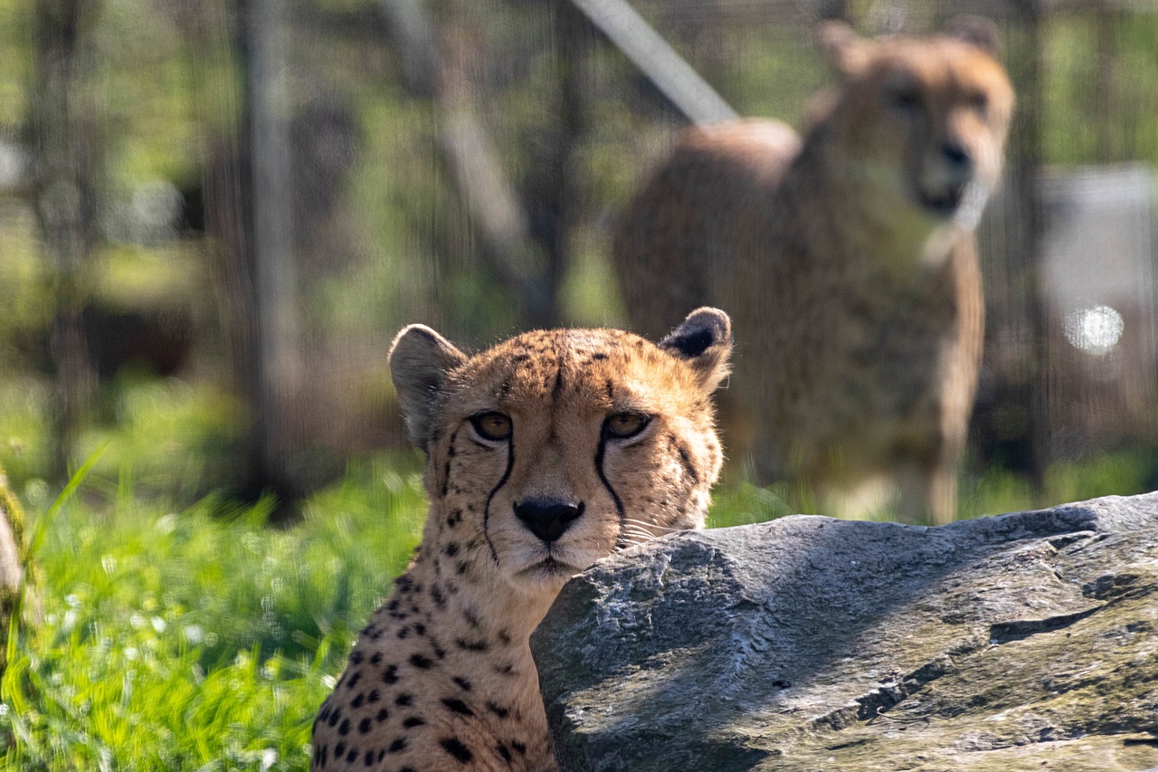 cheetah  zoo  predator free photo