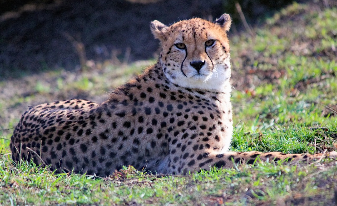 cheetah  beast  feline free photo