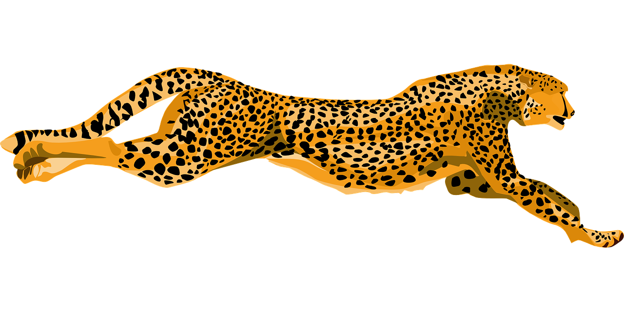 cheetah wildcat fast free photo