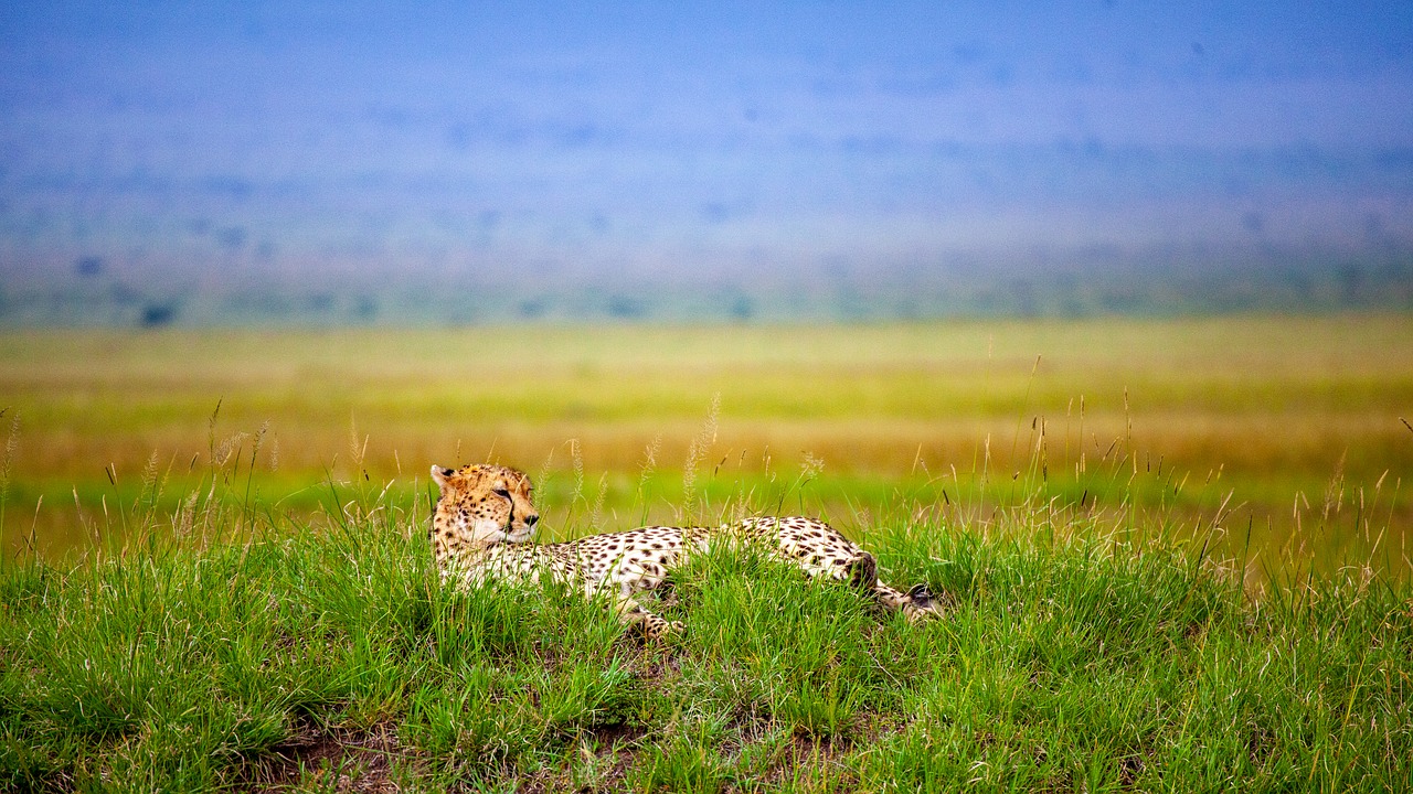 cheetah  savannah  concerns free photo