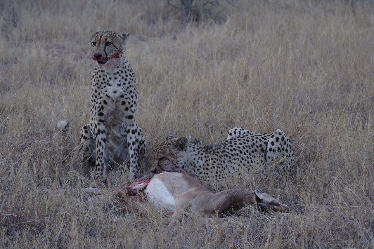 cheetah  kill  brothers free photo
