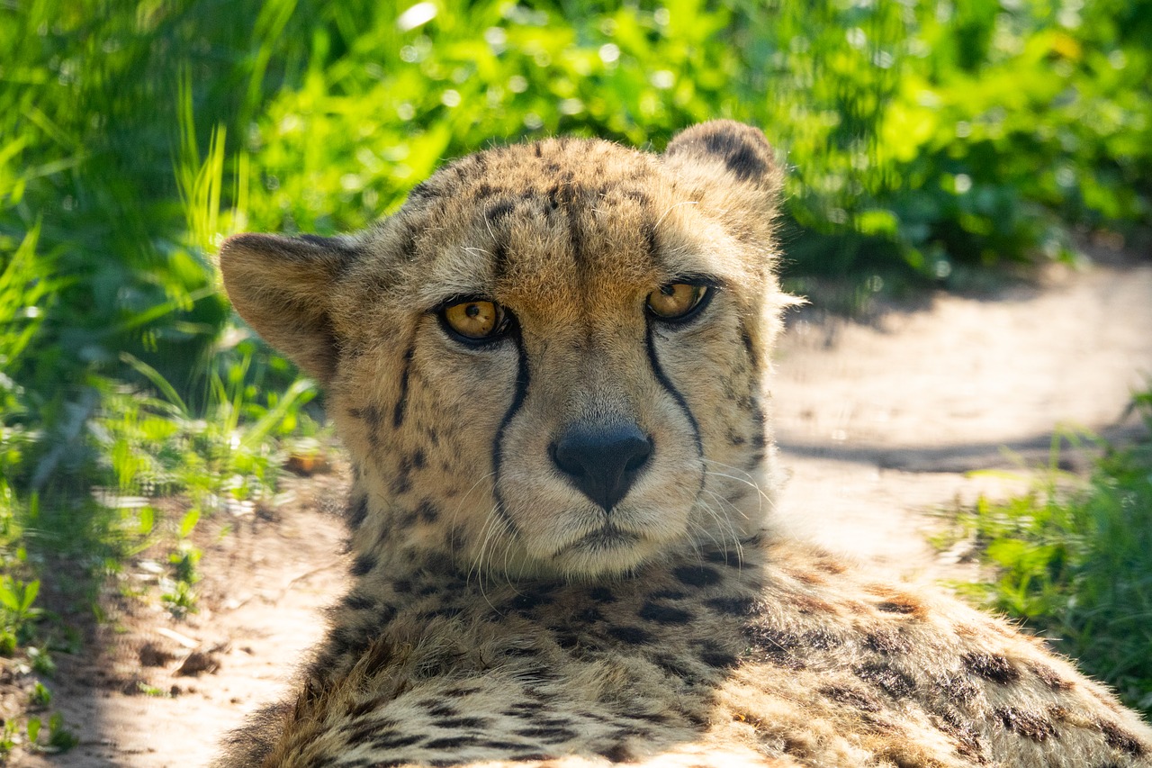 cheetah  predator  big cat free photo