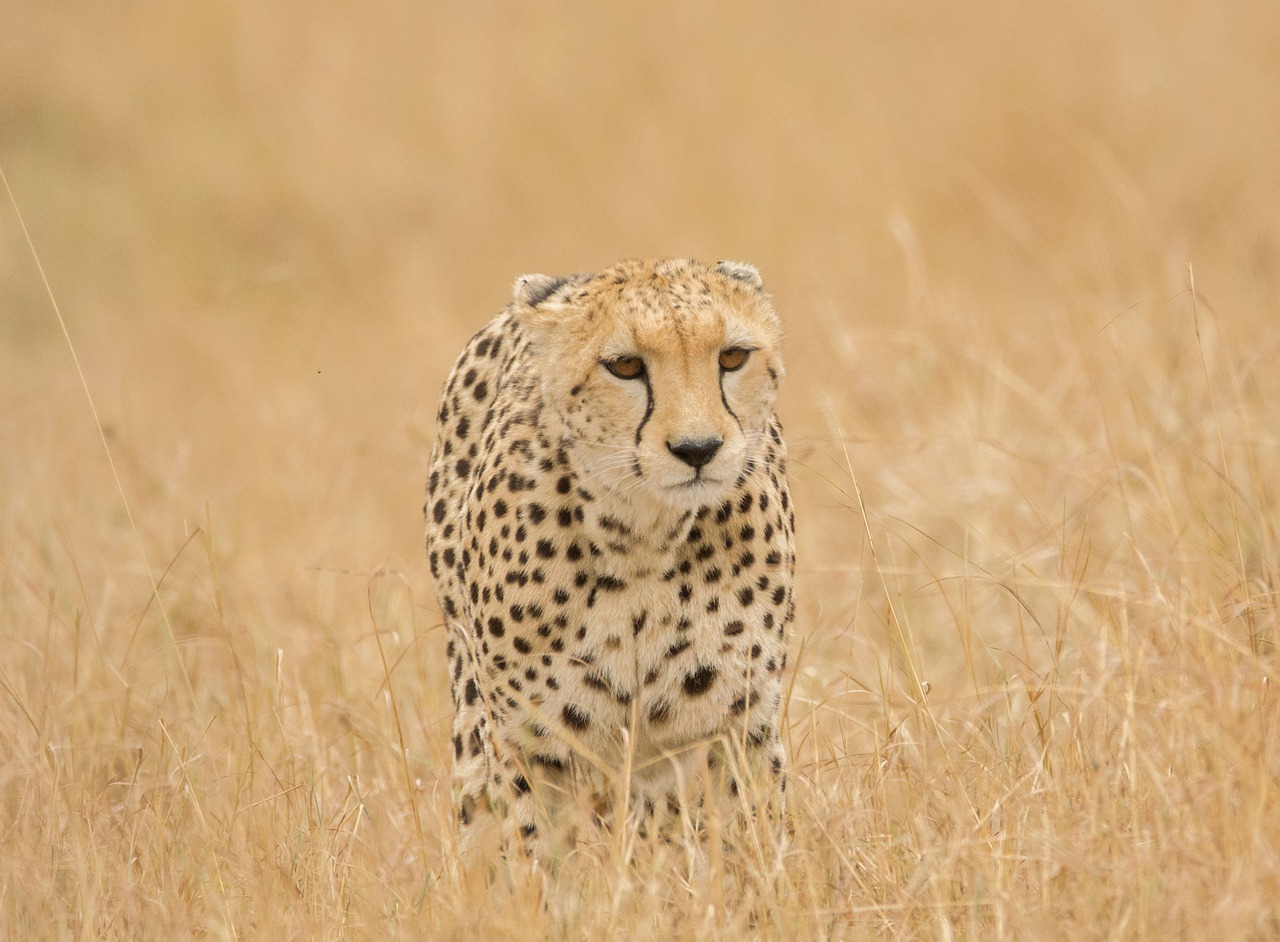 cheetah  savannah  safari free photo