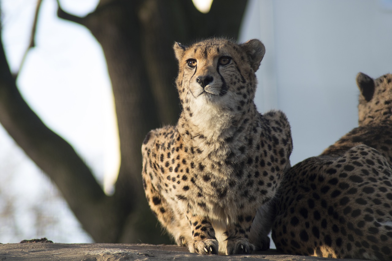 cheetah  leopard  big free photo