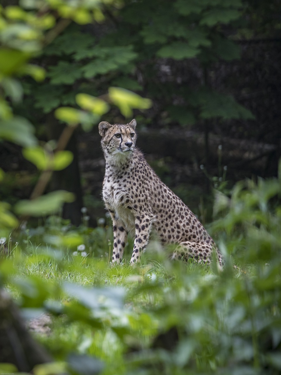cheetah  leopard  animal free photo