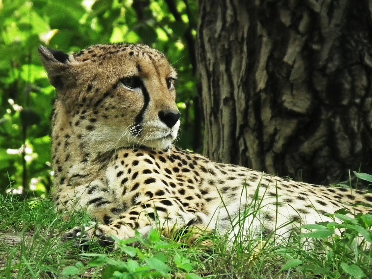 cheetah cat wild free photo
