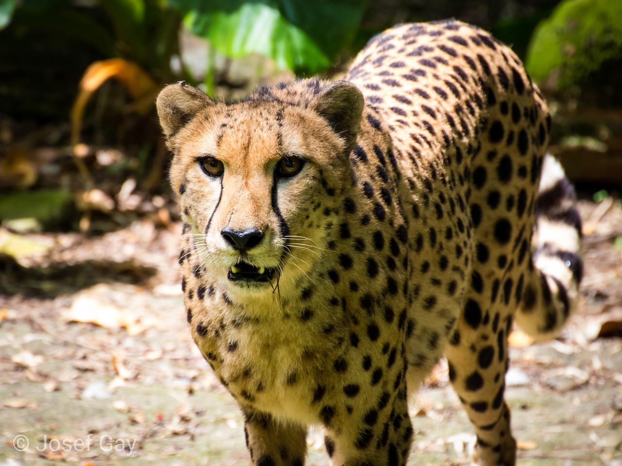 cheetah  cat predator  carnivores free photo