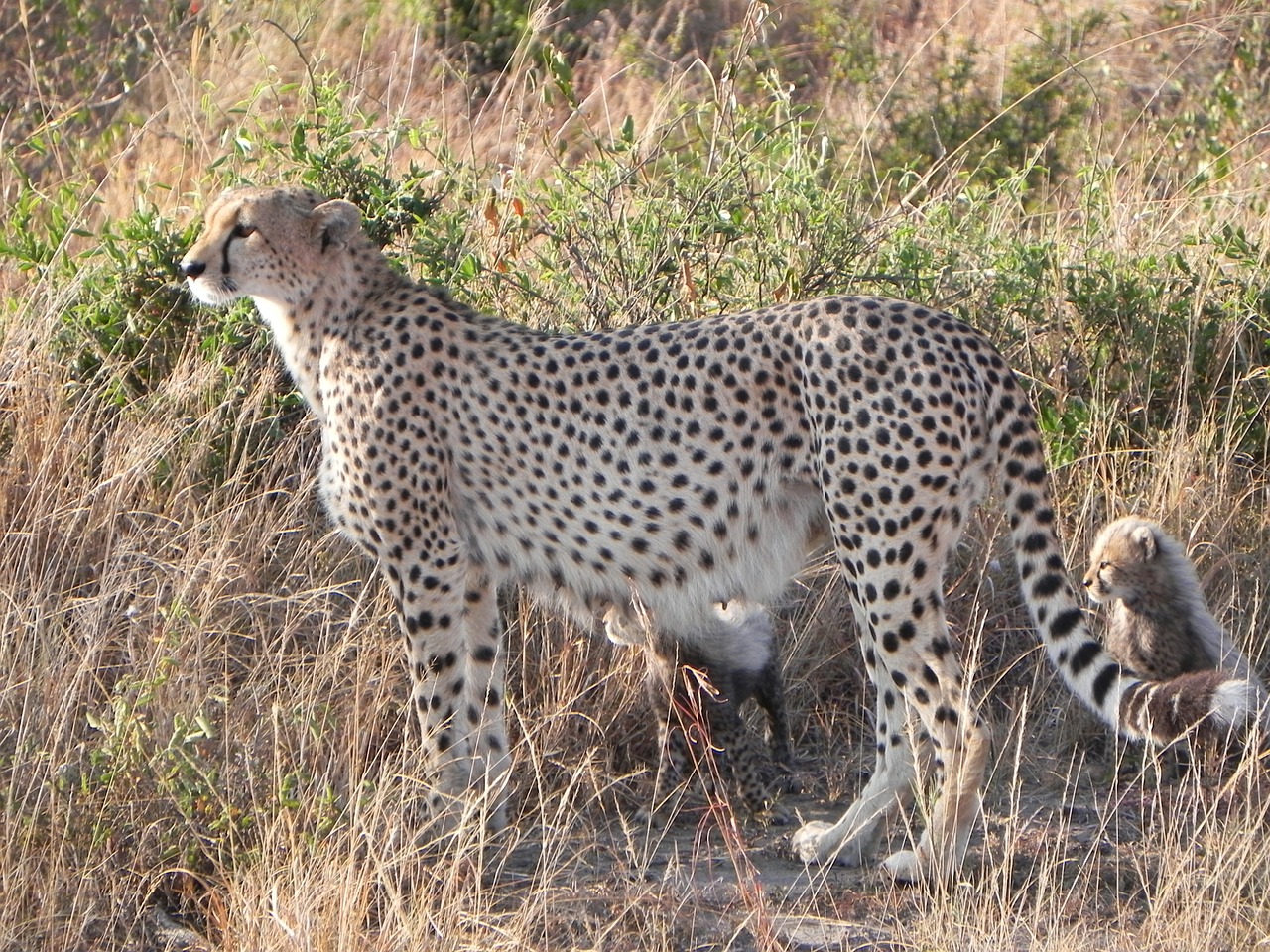 cheetah animals kenya free photo