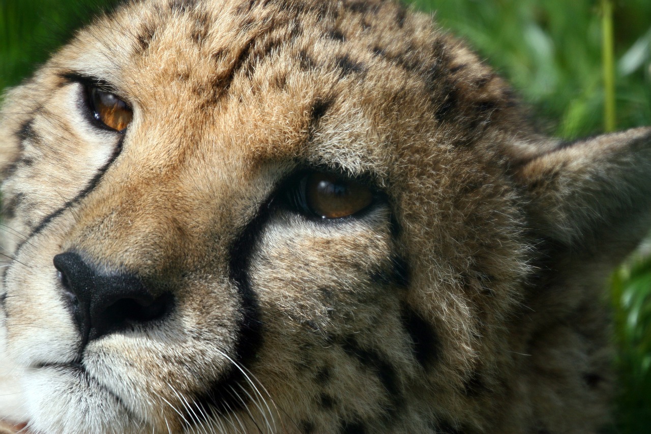 cheetah wild cat portrait free photo
