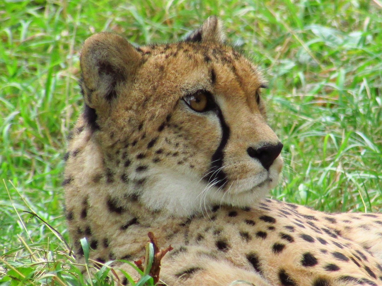 cheetah cat beast free photo