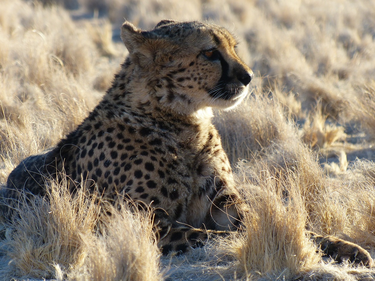 cheetah namibia safari free photo