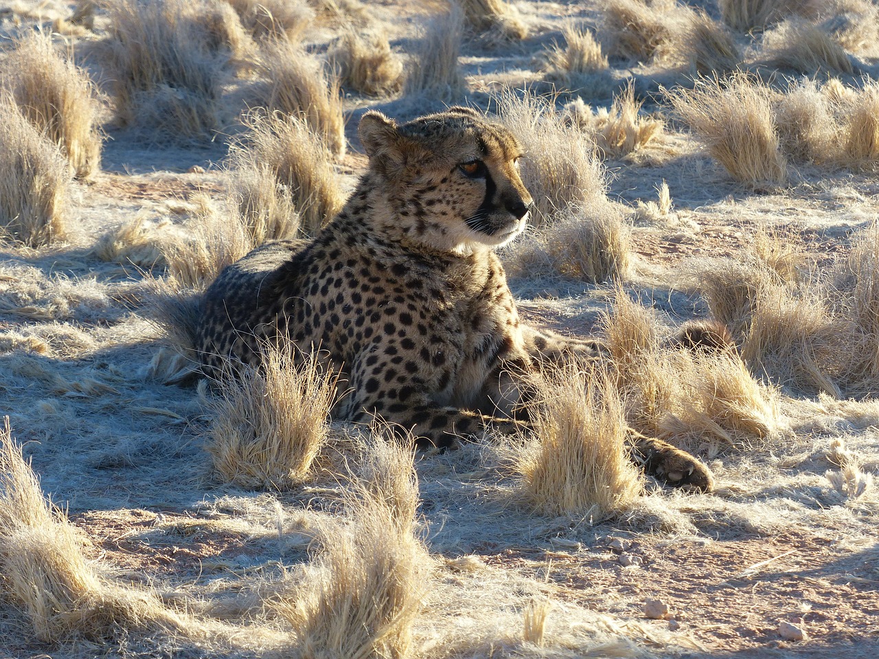 cheetah namibia safari free photo