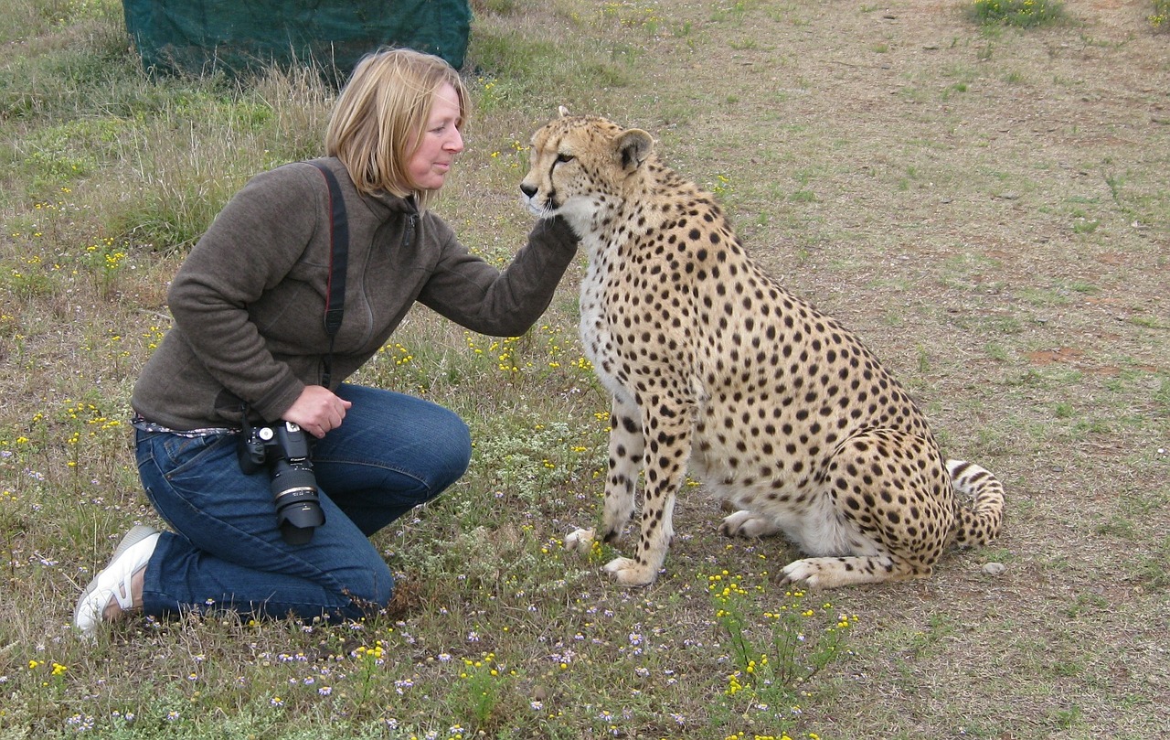 cheetah animal predator free photo