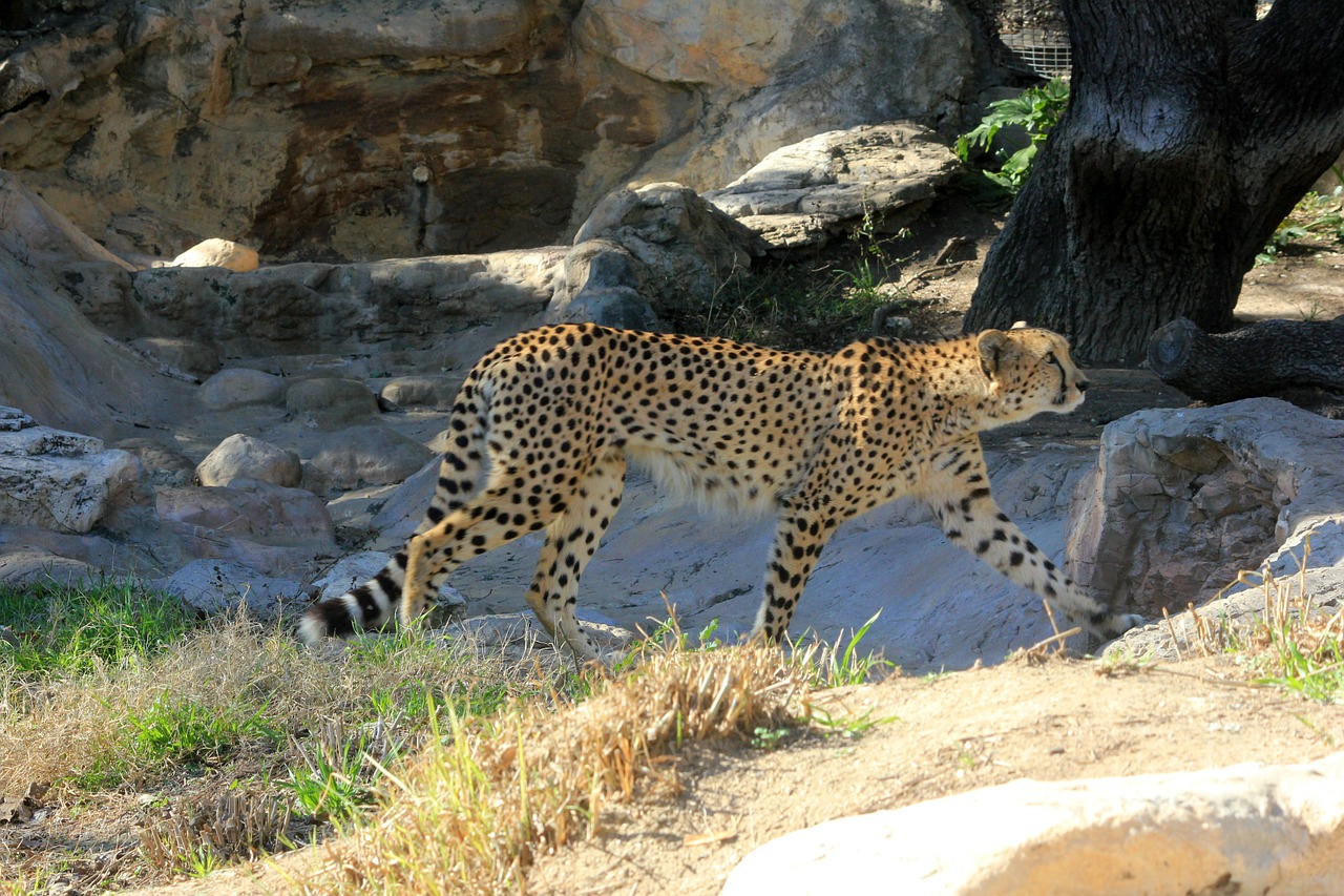 cheetah african predator free photo
