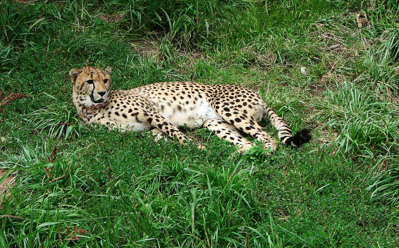 cheetah resting zoo free photo