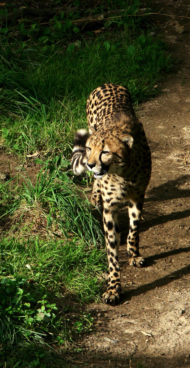 cheetah walking big cat free photo