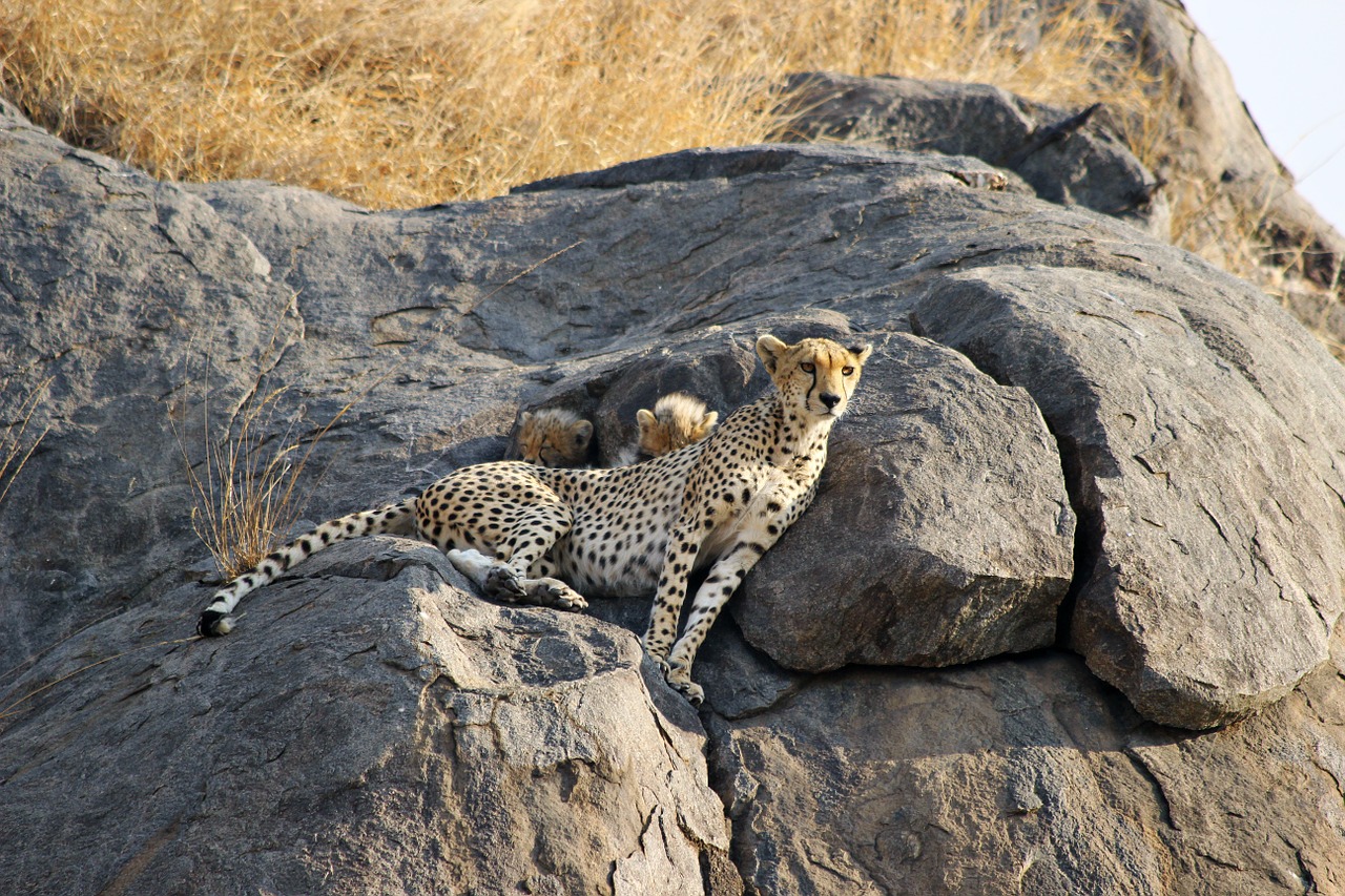 cheetah wild fauna free photo