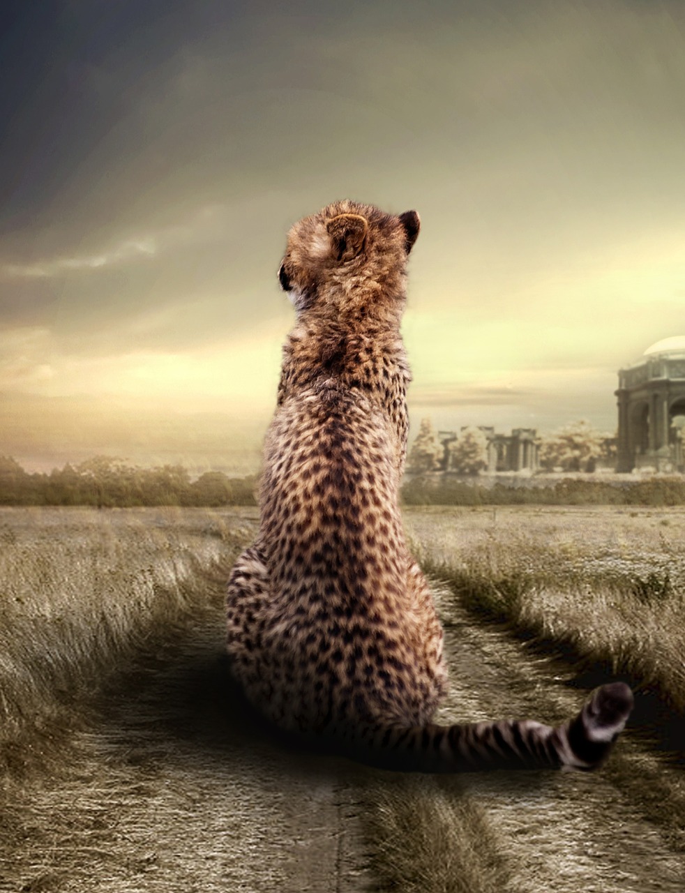 cheetah animal animal portrait free photo