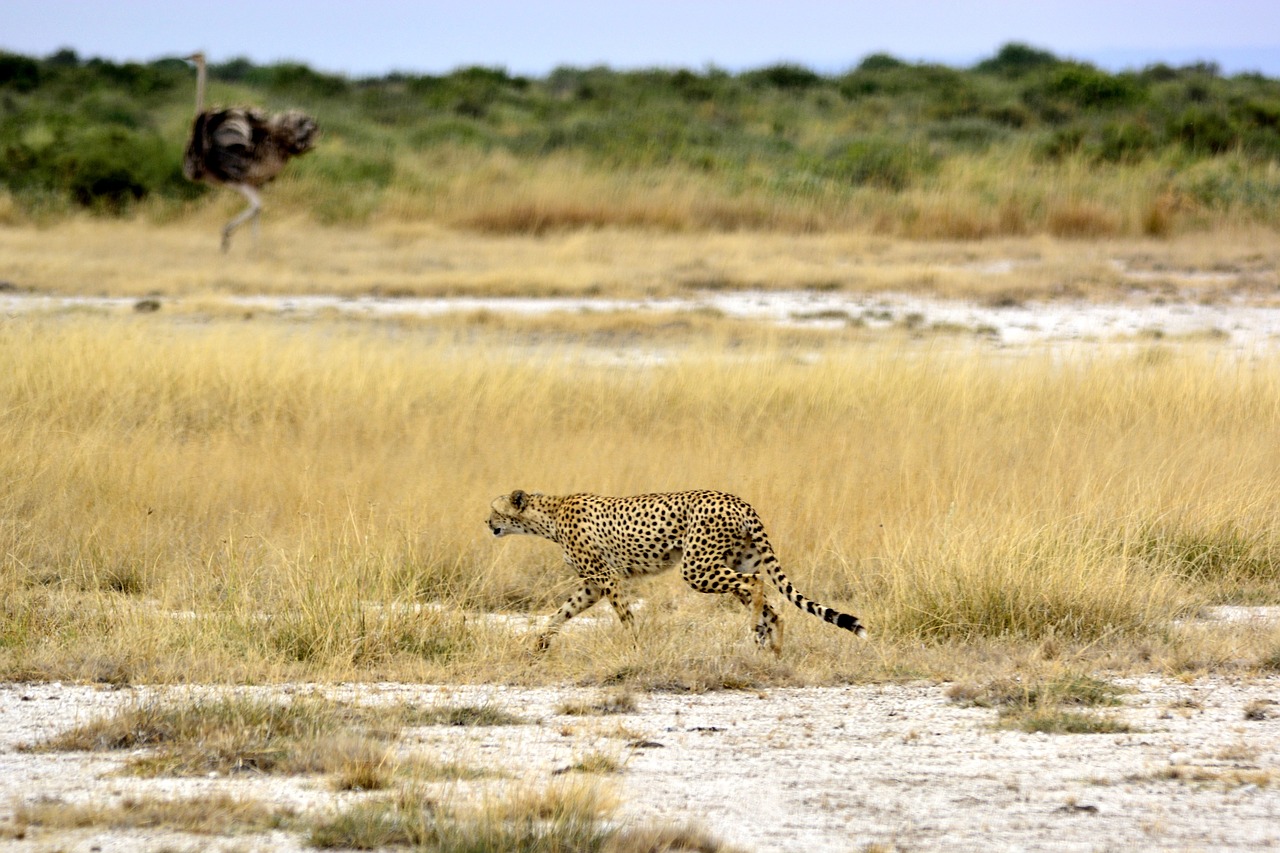 cheetah africa the ostrich free photo