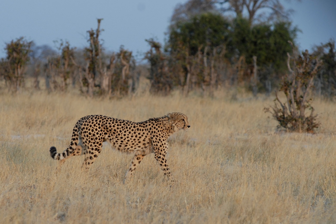 cheetah botswana chobe free photo