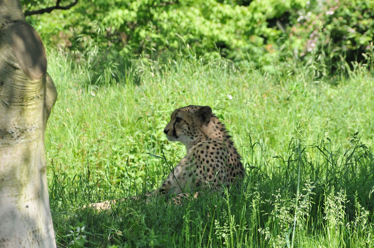 cheetah animal cat free photo