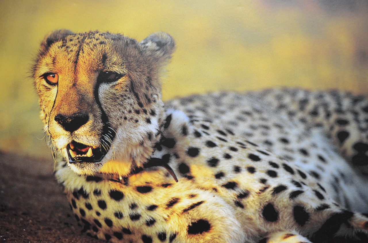 cheetah zoo alert free photo