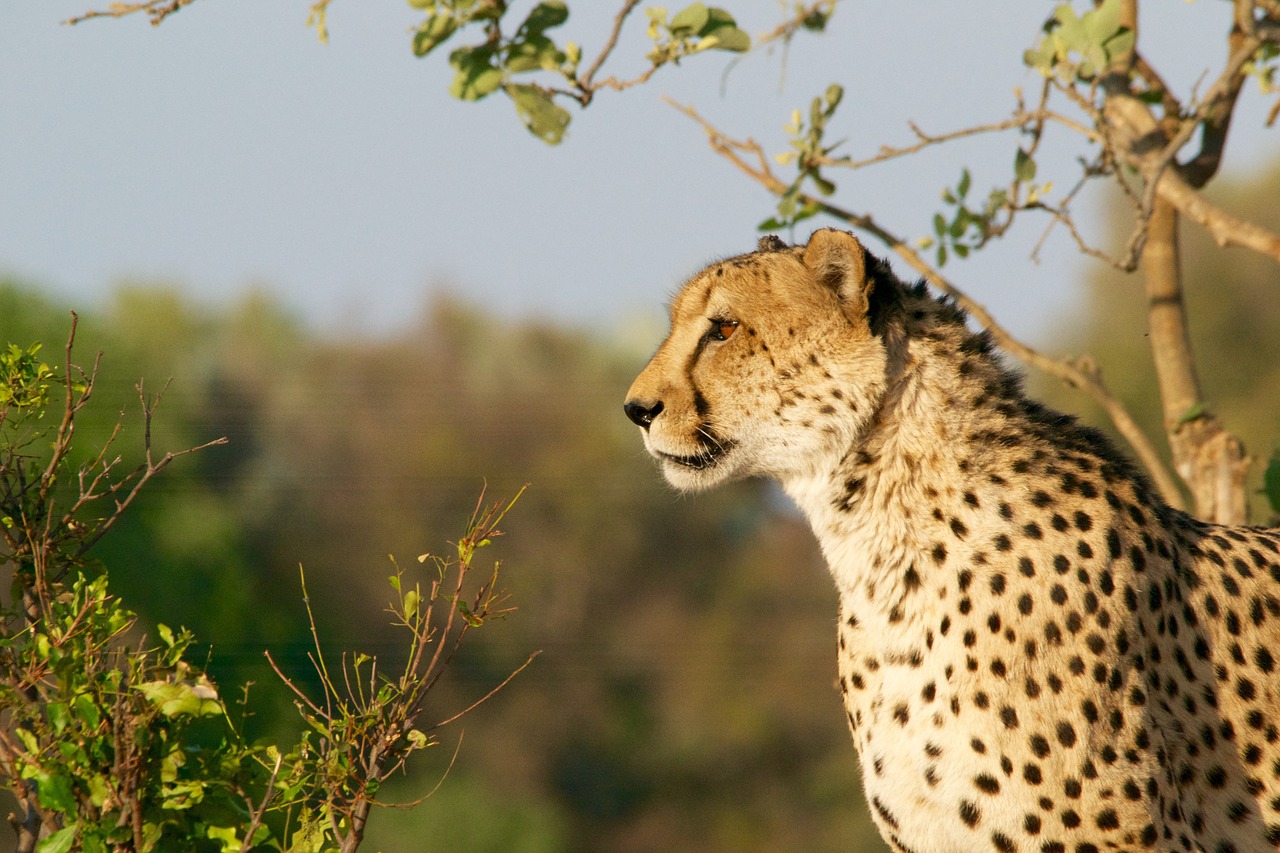 cheetah hunting-leopard wildlife free photo