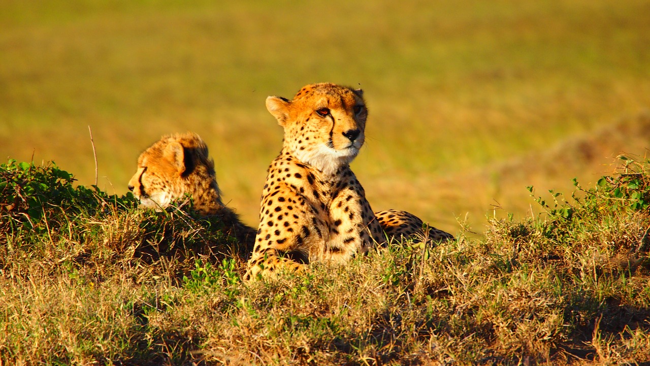 cheetah africa animal free photo