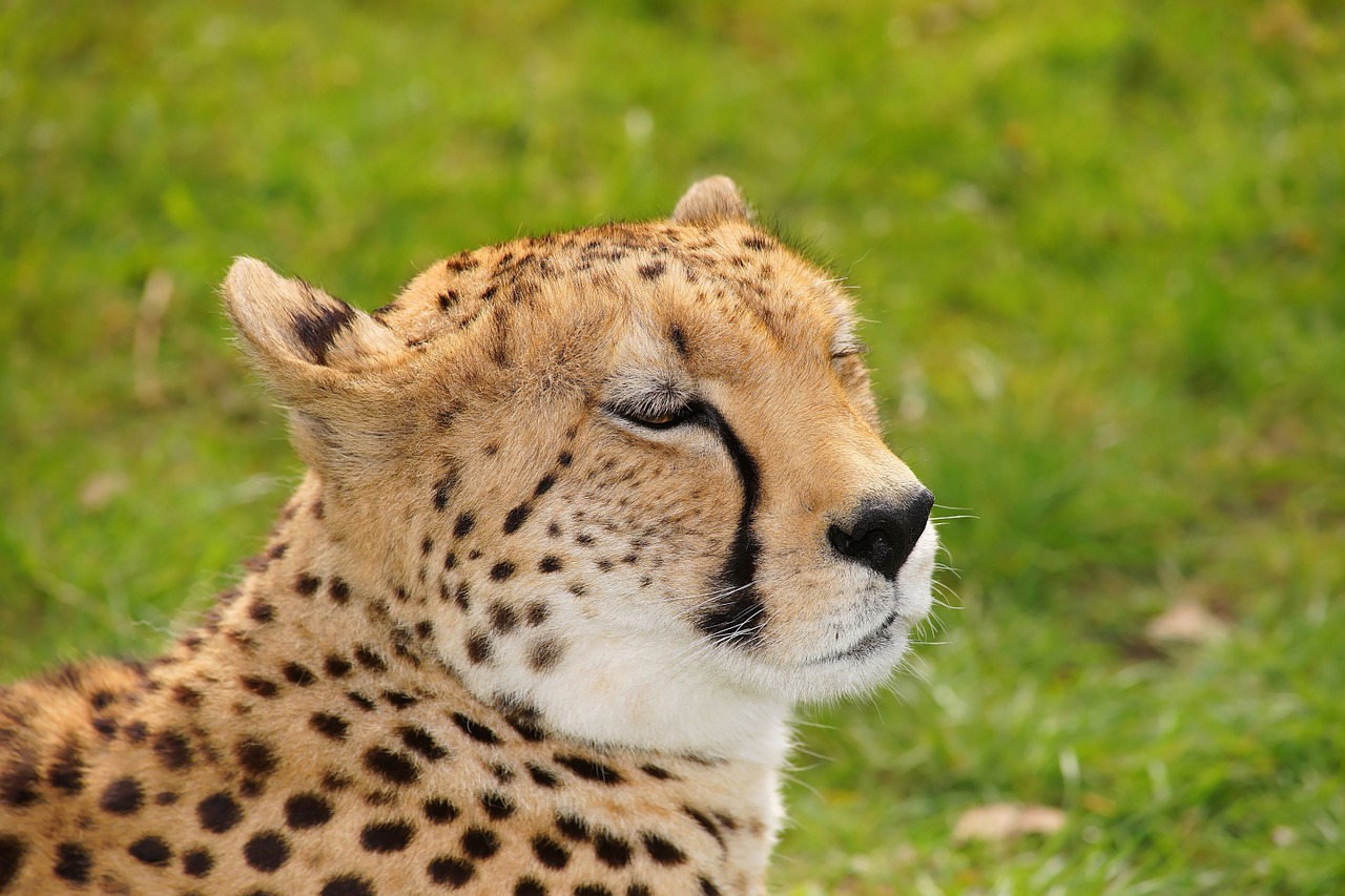 cheetah cat nature free photo