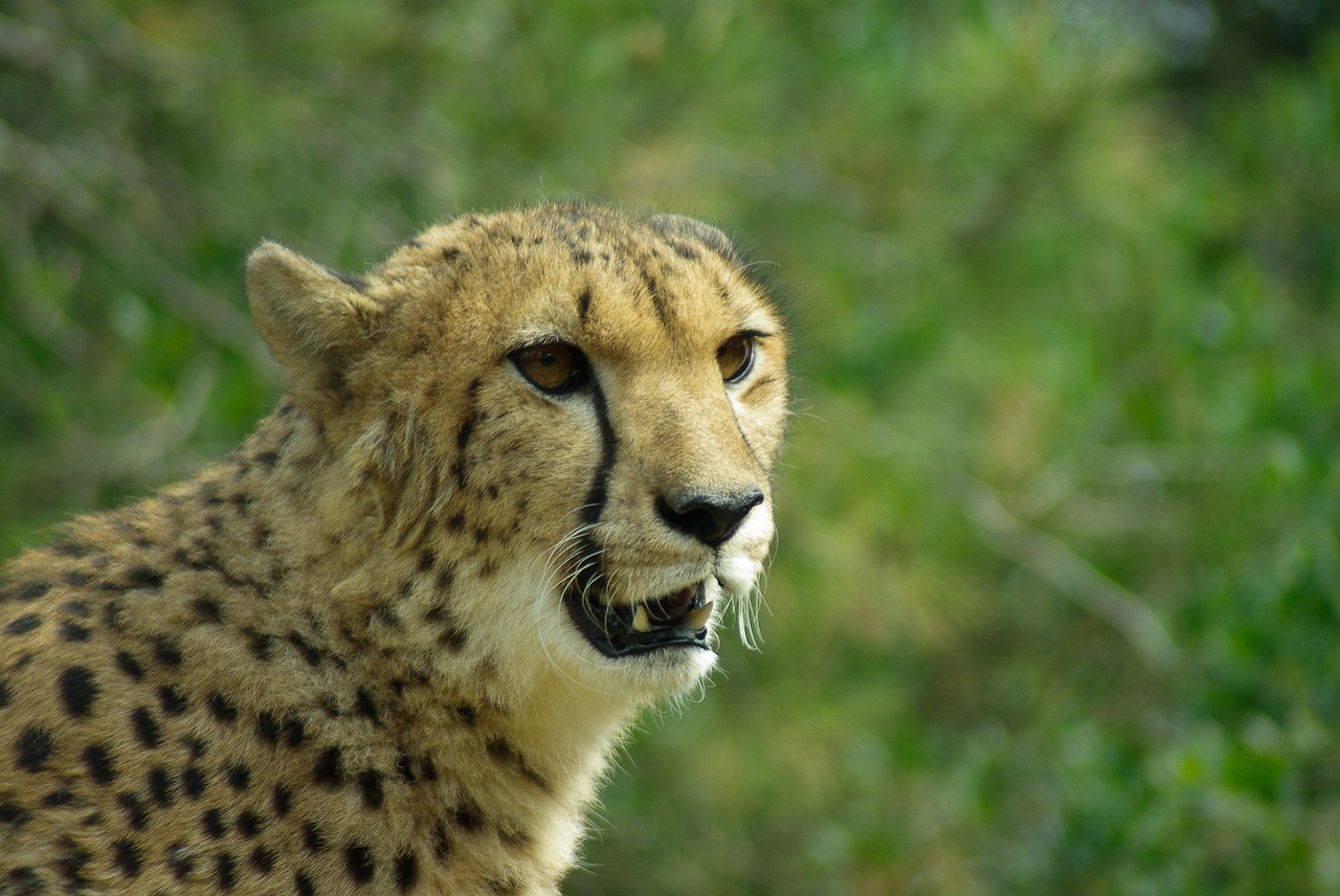 cheetah feline tawny free photo