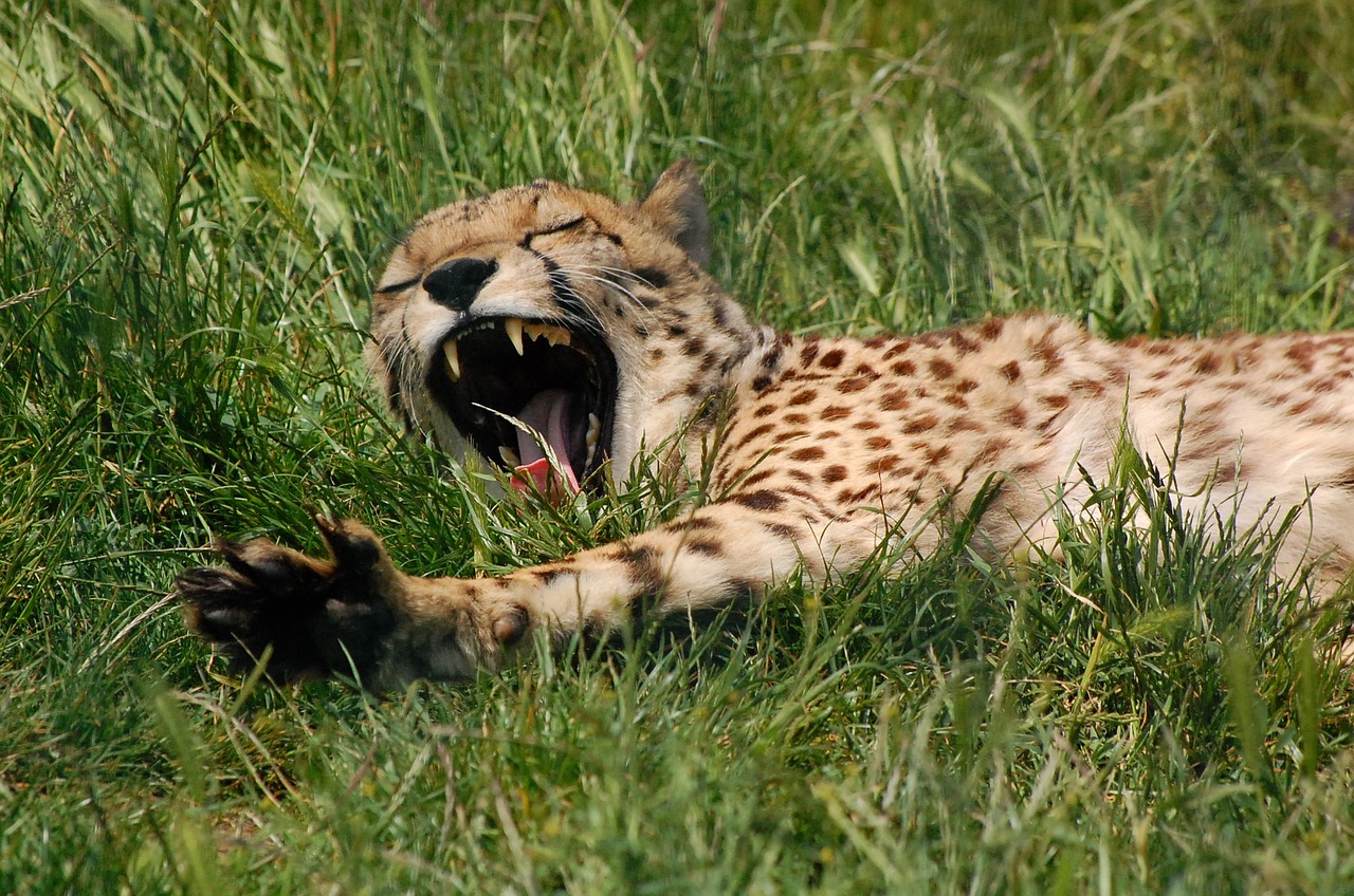 cheetah animal wild free photo