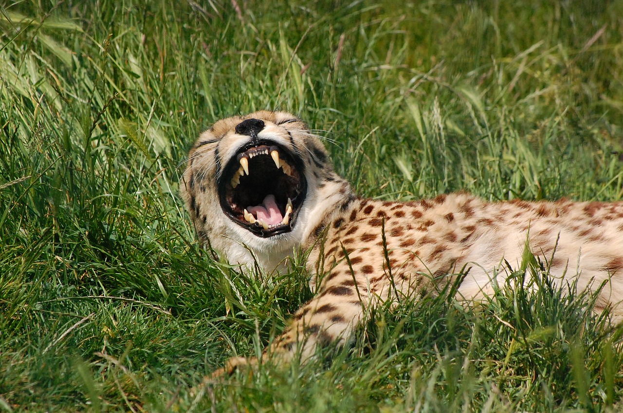 cheetah animal big cat free photo