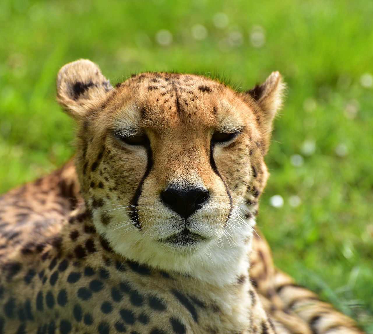 cheetah cat nature free photo