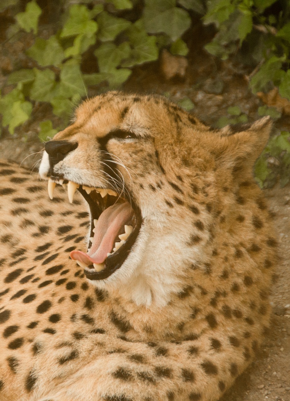 cheetah africa kenya free photo