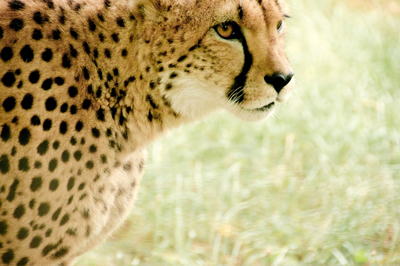 cheetah africa kenya free photo