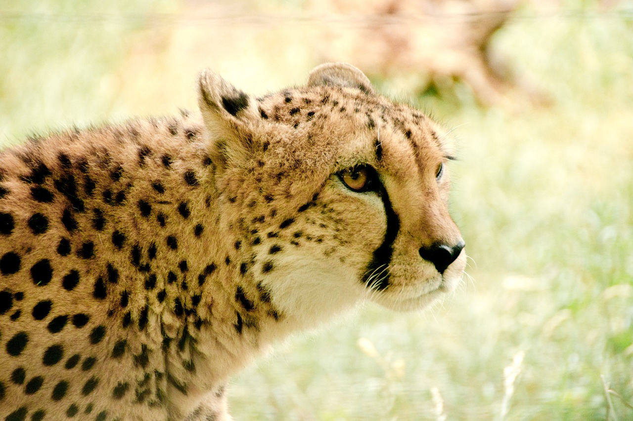 cheetah africa kenya free photo