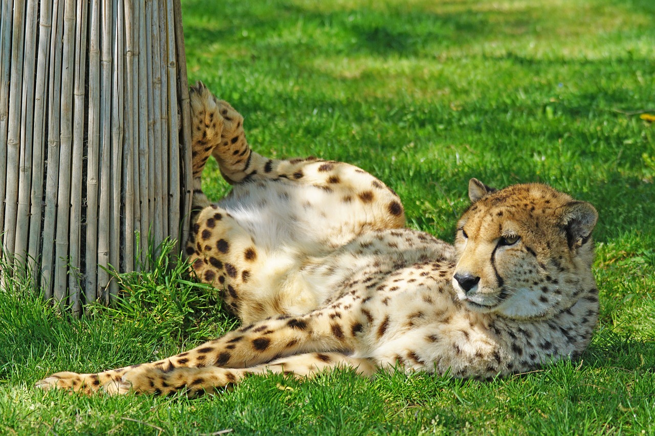 cheetah zoo predator free photo