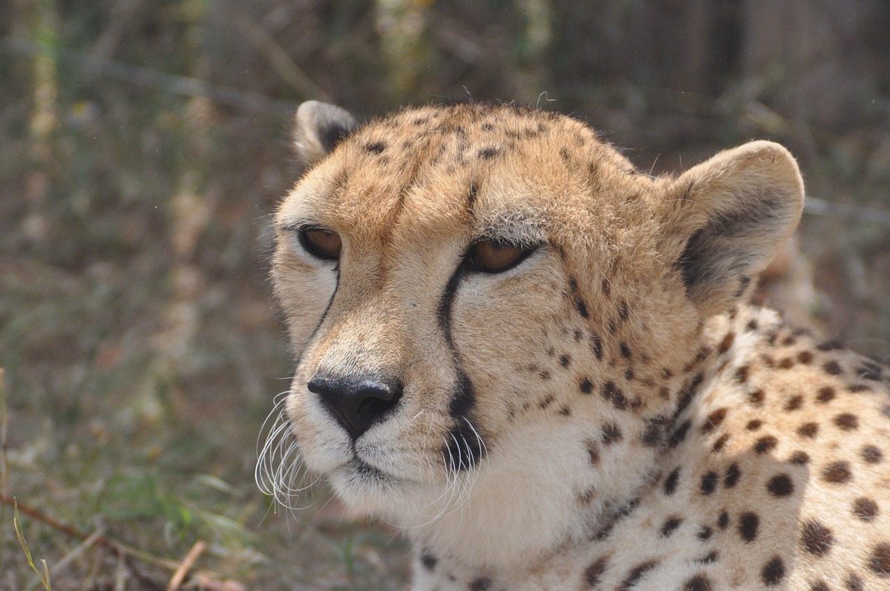 cheetah africa fast free photo