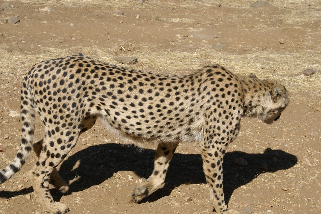 cheetah cat wild animal free photo