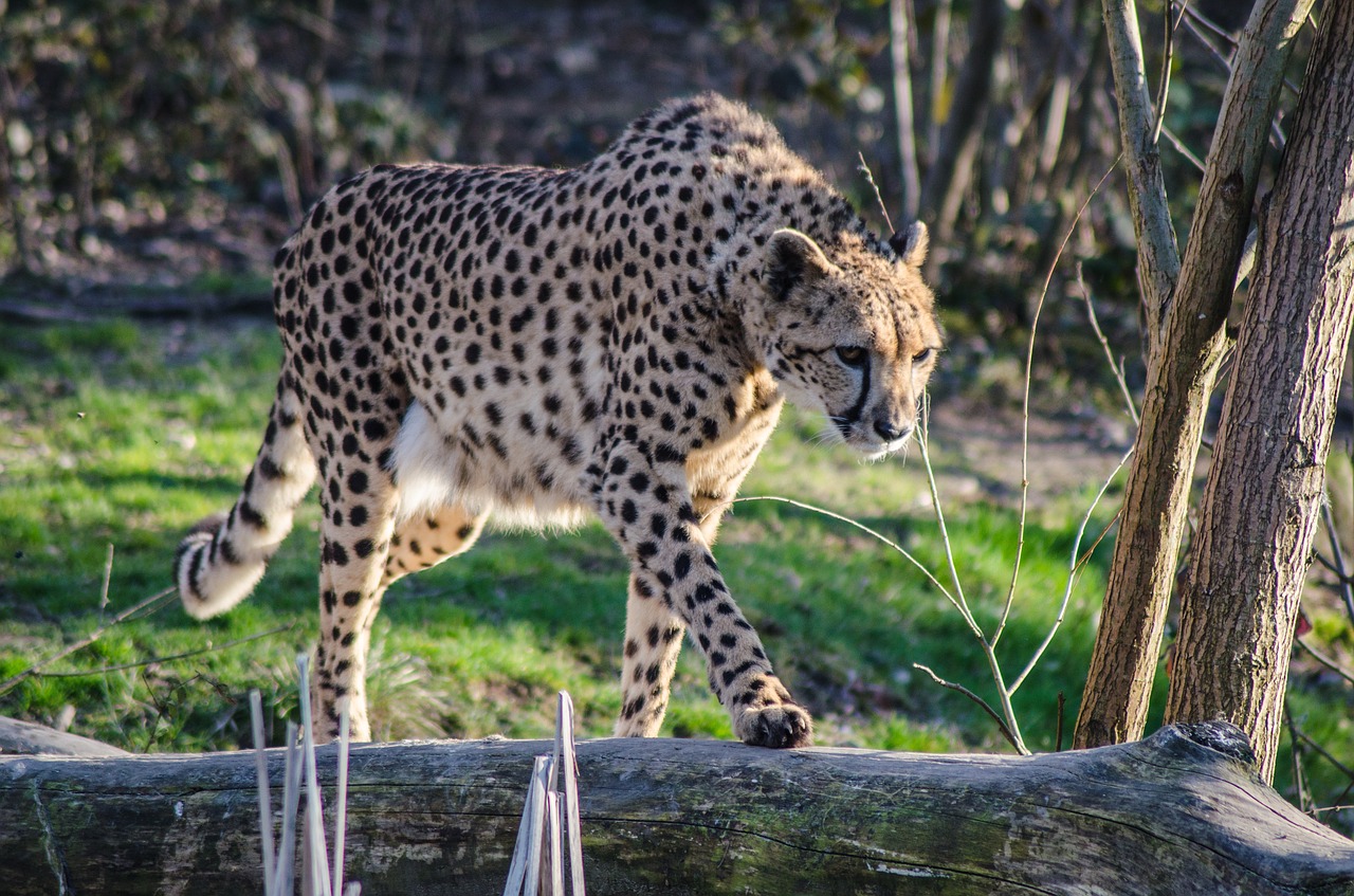 cheetah zoo italy free photo