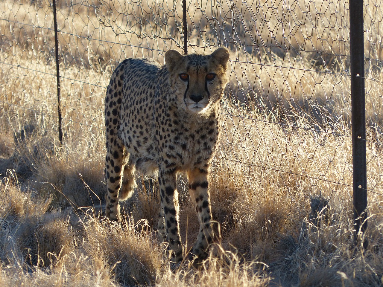 cheetah tame nambia free photo