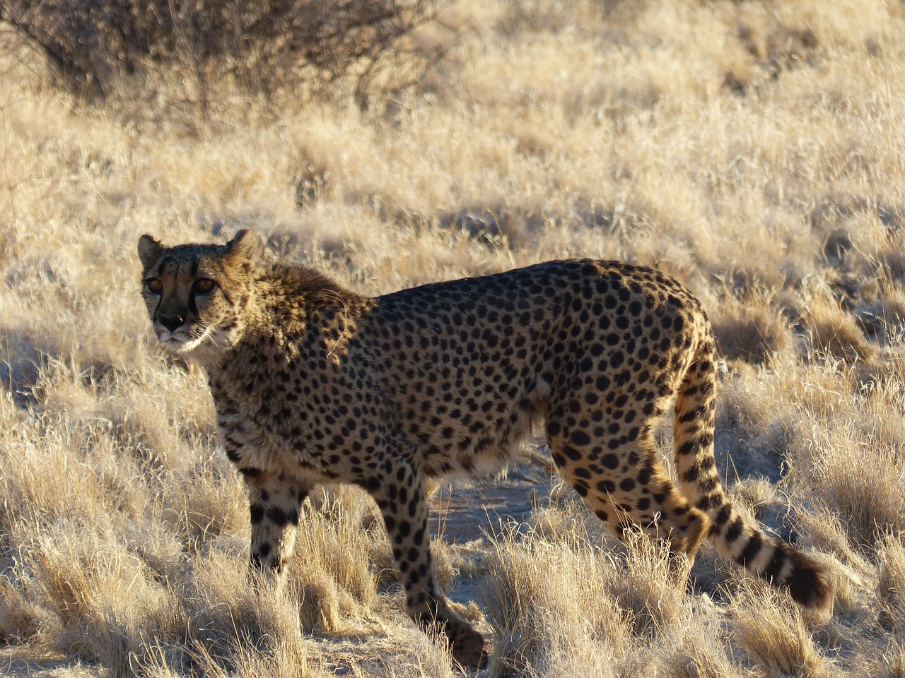 cheetah elegant wildcat free photo