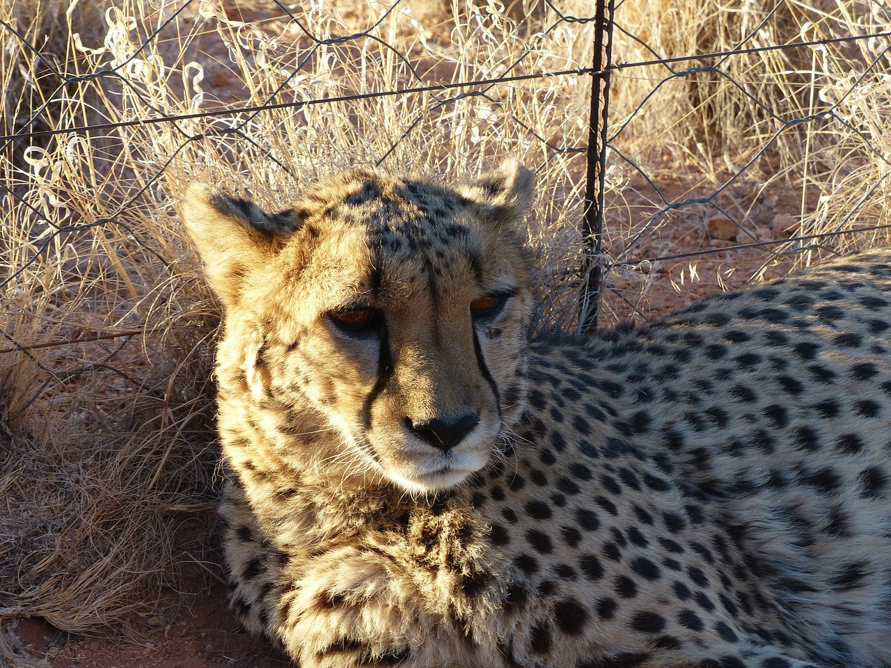 cheetah tame nambia free photo