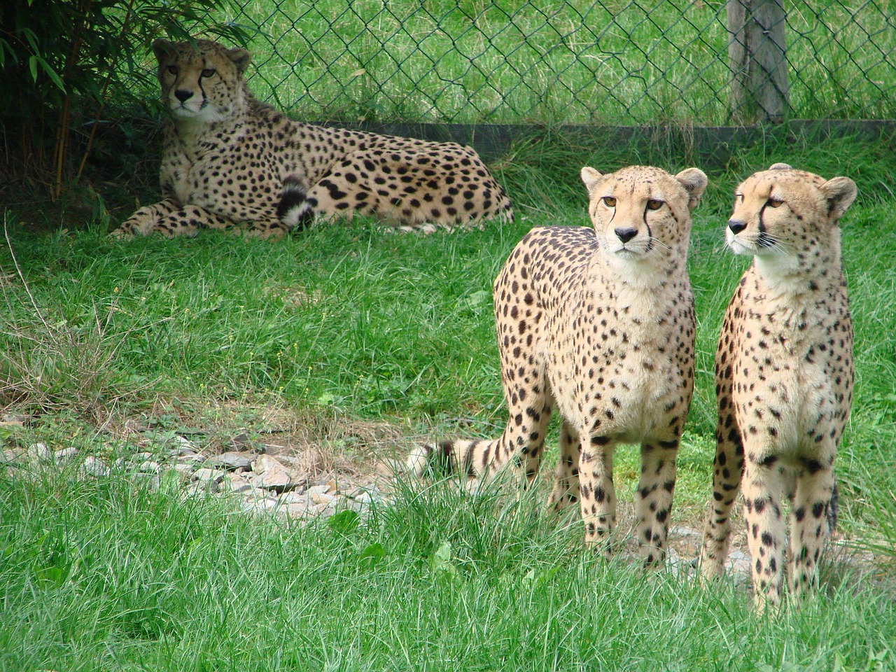 cheetah wild animal predator free photo